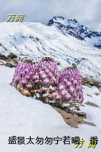 盛景太匆匆宁若曦:火爆小说