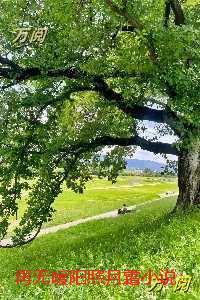 再无暖阳照月霜：完整版